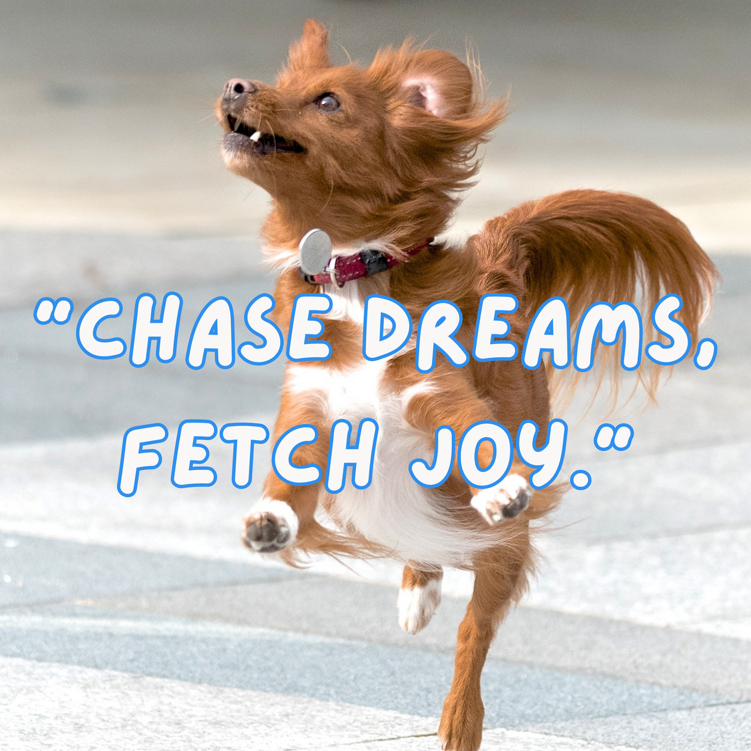 Dog Papa, Chase dreams, fetch joy.